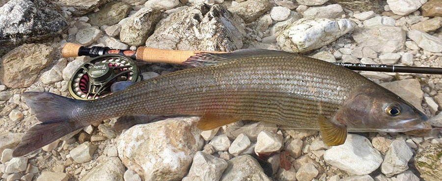 Muškařský prut Czech Nymph X