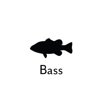 Bass