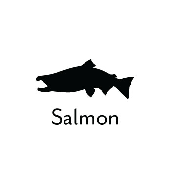 Salmon