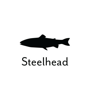 Steelhead