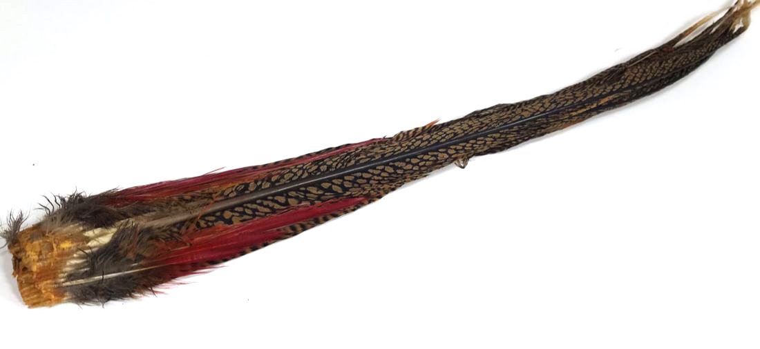 Veniard Zlatý bažant - Cock Ringneck Complete Tail