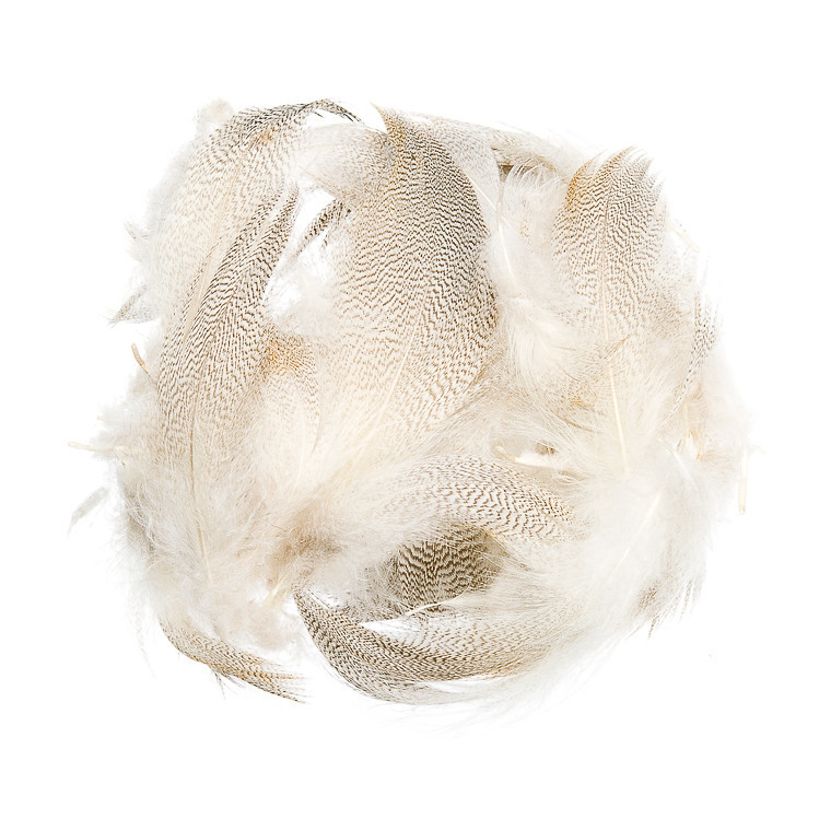 Mallard Barred Feathers Natural