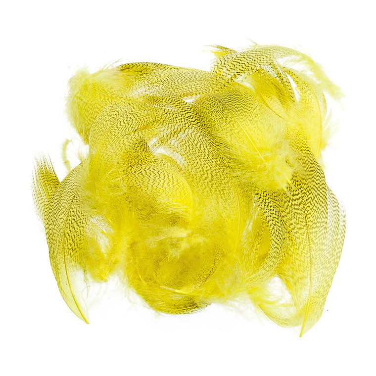 Mallard Barred Feathers Yellow