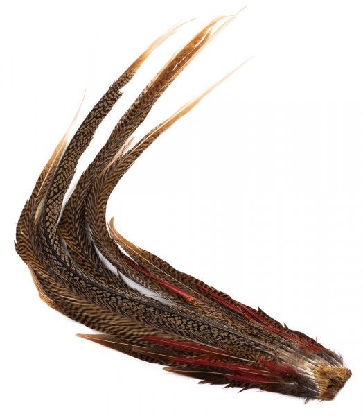 Veniard Zlatý bažant - Cock Ringneck Complete Tail