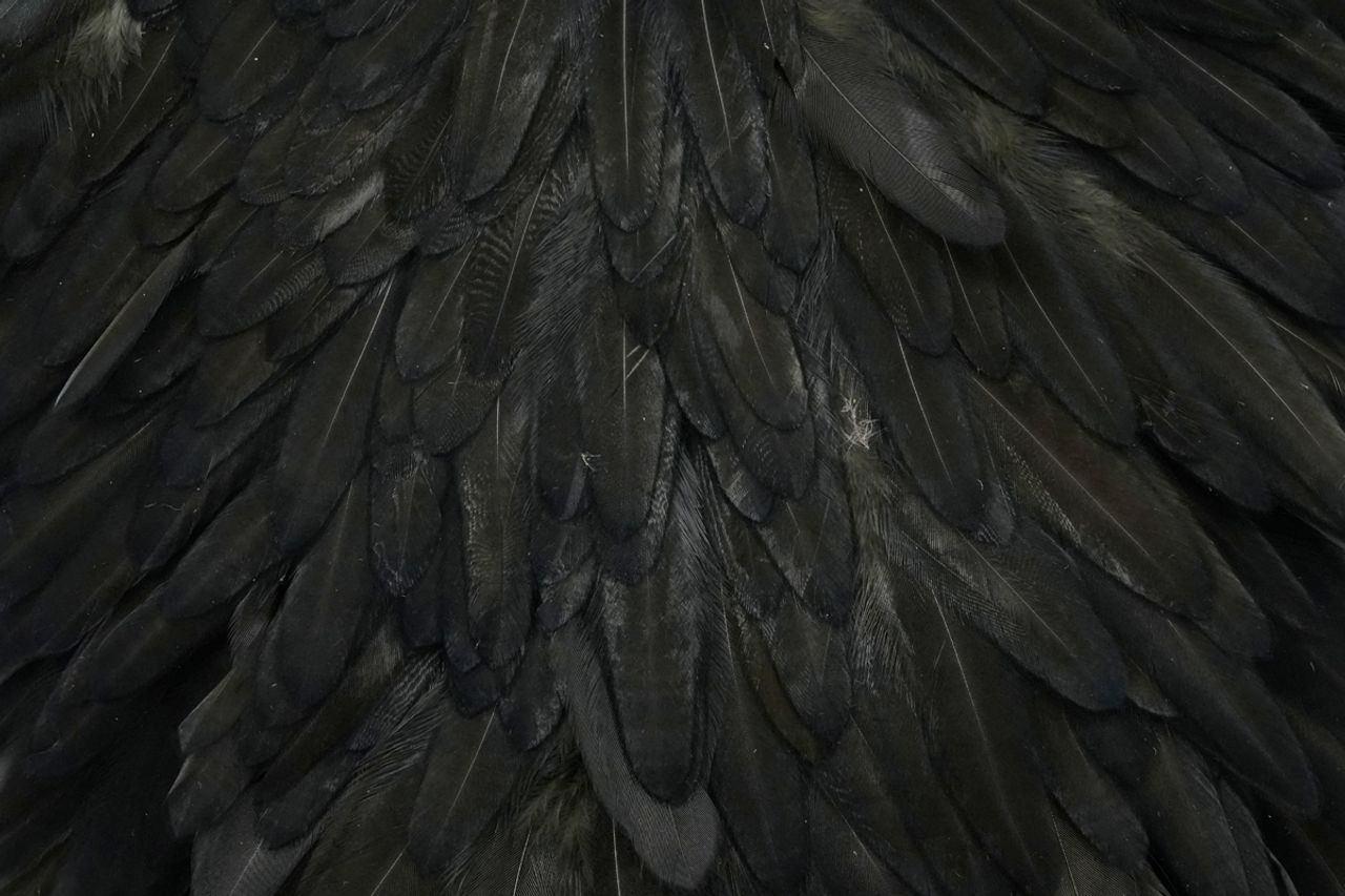 Sedlový skalp slepice Whiting Hen Saddle Black
