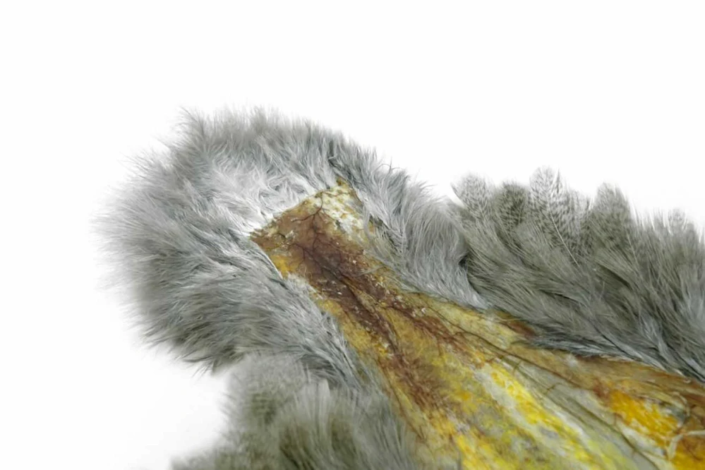 Sedlový skalp slepice Whiting Brahma Hen SH/C Mottled Grey