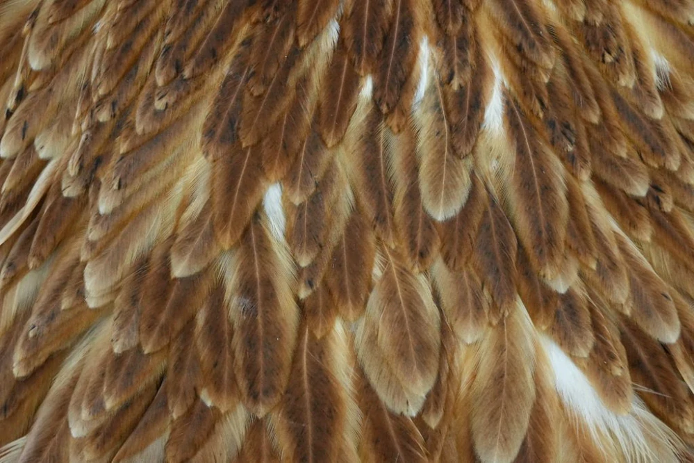 Sedlový skalp slepice Whiting Hen Saddle Brown