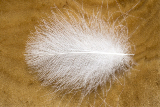 Troutline Size Selected CDC Feathers 4-5cm White