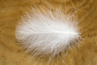Troutline Size Selected CDC Feathers 5cm+ White