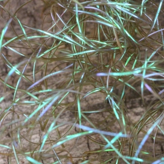 Perdigonmania Magical Strips Dark Olive