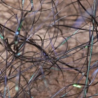 Perdigonmania Magical Strips Peacock Black