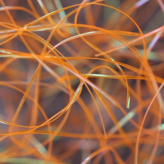 Perdigonmania Magical Strips Hot Fire Orange