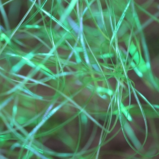 Perdigonmania Magical Strips Fluo Green