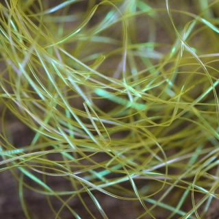 Perdigonmania Magical Strips Yellow