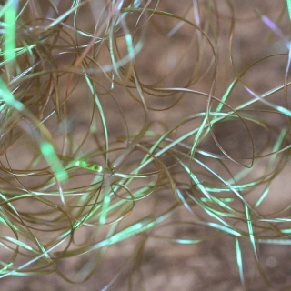 Perdigonmania Magical Strips Honey