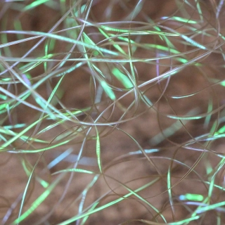 Perdigonmania Magical Strips Olive