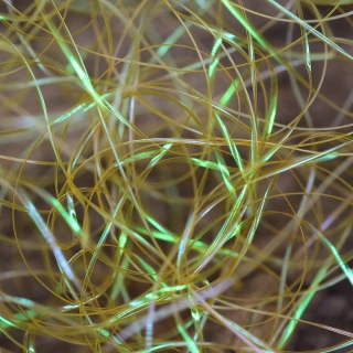 Perdigonmania Magical Strips Gold Olive