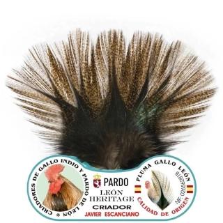 Gallo de León - Bronze Grade Corzuno Medium